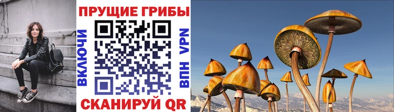 как найти закладки  Стерлитамак  Галлюциногенные грибы Psilocybe 